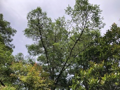 Pseudotsuga wilsoniana