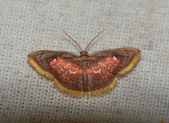 Tricentra quadrigata