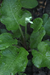 Primula florindae