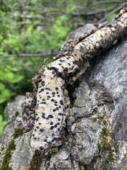 Diatrype disciformis