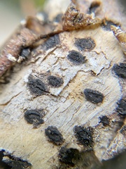 Diatrype disciformis