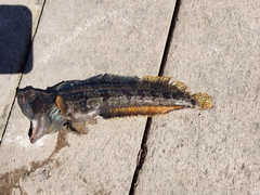 Neoclinus uninotatus