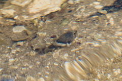 Oligocottus maculosus