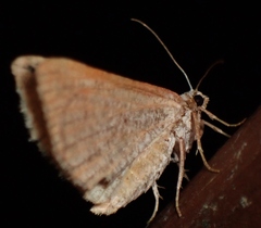 Digrammia subminiata