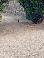 Lamprotornis chalybaeus
