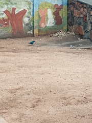 Lamprotornis chalybaeus