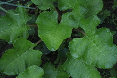 Primula florindae