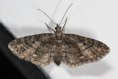 Eupithecia columbiata