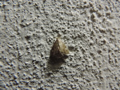 Scybalistodes periculosalis