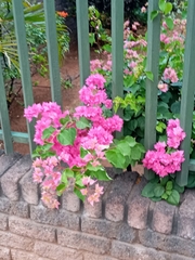 Bougainvillea