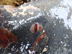 Notoplana sanguinea