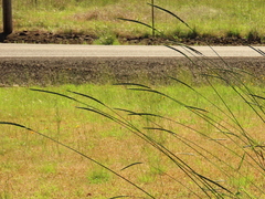 Elymus glaucus glaucus