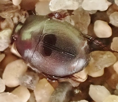 Hypocaccus fraternus