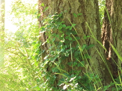 Elymus glaucus glaucus