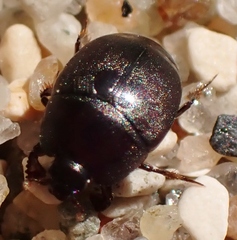 Hypocaccus fraternus