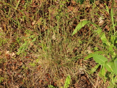 Festuca roemeri