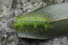 Quasithosea obliquistriga