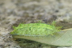 Quasithosea obliquistriga