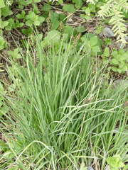 Carex stylosa