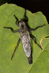 Machimus notatus