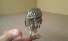 Glaucidium palmarum