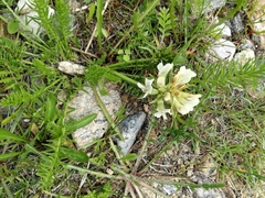 Oxytropis muricata