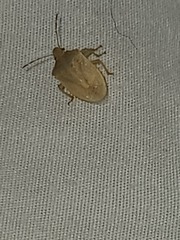 Thyanta pallidovirens