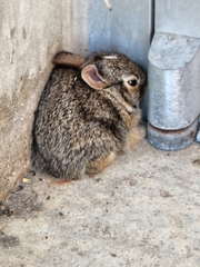 Sylvilagus floridanus