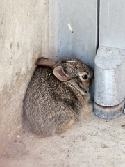 Sylvilagus floridanus