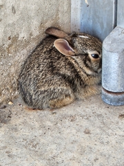Sylvilagus floridanus