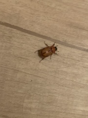 Scarabaeidae