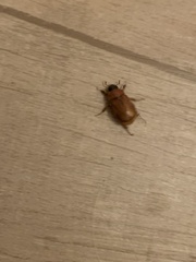 Scarabaeidae