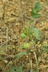 Medicago scutellata