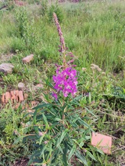 Chamaenerion angustifolium