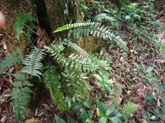Asplenium truncatum