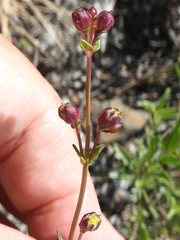 Penstemon azureus