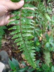 Asplenium truncatum
