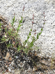 Penstemon azureus