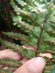 Asplenium truncatum