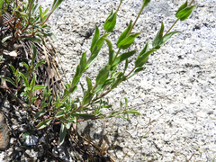 Penstemon azureus