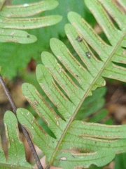 Pteris blumeana