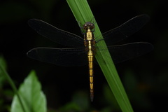 Orthetrum triangulare