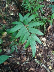 Pteris blumeana