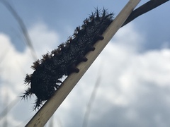 Hemileuca maia maia