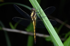Orthetrum triangulare