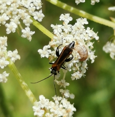 Oedemera femorata