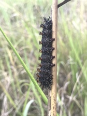 Hemileuca maia maia