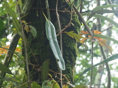 Elaphoglossum callifolium