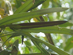 Elaphoglossum callifolium