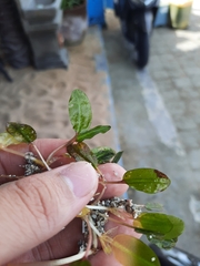 Halophila